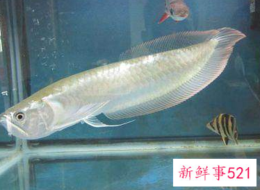 生命力最强十种观赏鱼