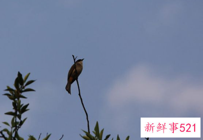 梦见抓鸟是什么意思