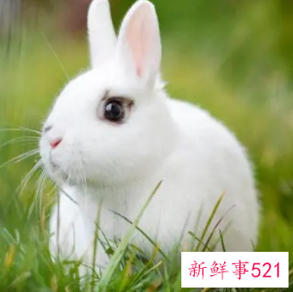 兔宝宝女孩好听的名字