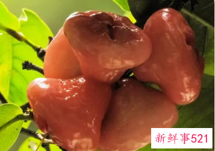 莲雾水果的营养价值