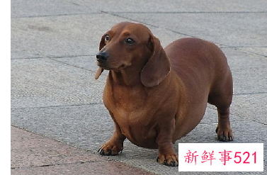 什么人适合养腊肠犬