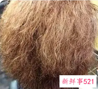 头发为什么干枯毛躁