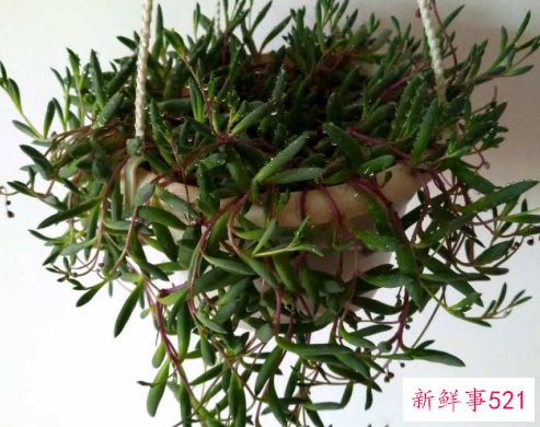 紫玄月夏天的养护方法