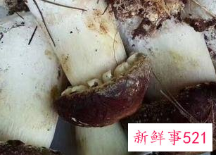 松茸的热量有多高