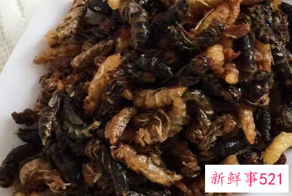 长期吃蜂蛹有什么危害