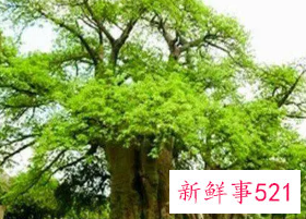 梦见屋背后的树