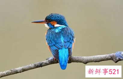 梦见抓鸟是什么意思