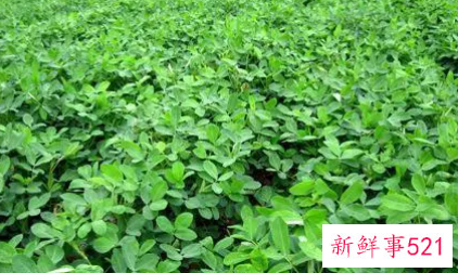 梦见地瓜和花生的寓意