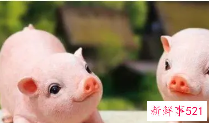 属猪可以和属猪的结婚吗