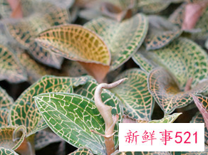 金线莲性寒凉不适合哪些人吃