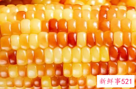 玉米蒸熟以后发黑