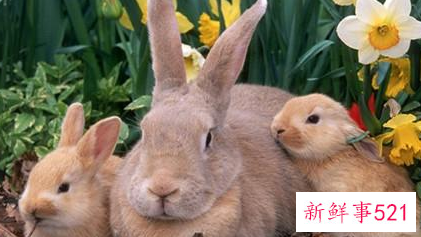 农家养兔常见错误