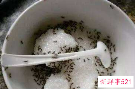 厨房如何巧除蚂蚁