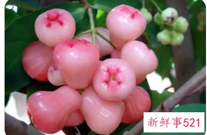 莲雾水果的营养价值