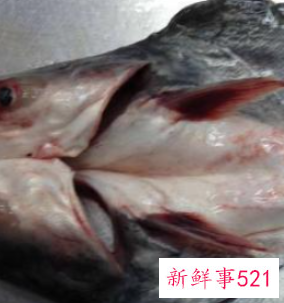 巴沙鱼带皮能不能吃