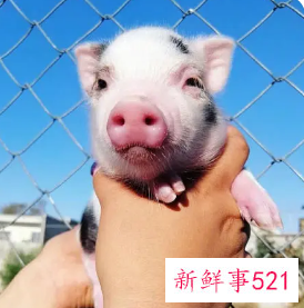 梦见买小乳猪是什么意思