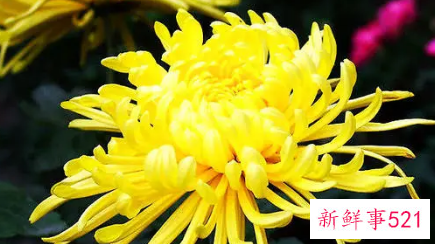 梦见菊花开是什么意思