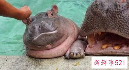 河马当保姆儿童故事