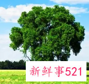 梦见屋背后的树