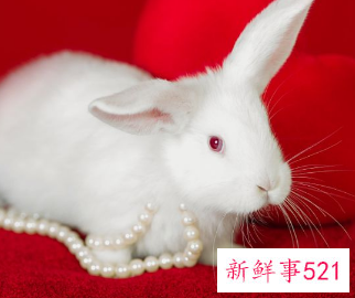 兔宝宝女孩好听的名字