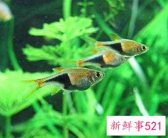 生命力最强十种观赏鱼