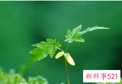 绿色美好的寓意