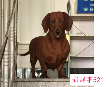 什么人适合养腊肠犬