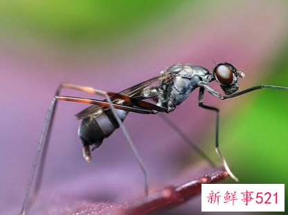 梦见蚂蚁窝是什么意思