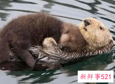 几种动物睡觉的姿势秒懂