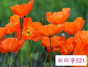 家里坚决不能养的花草
