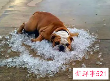 狗狗夏天消暑