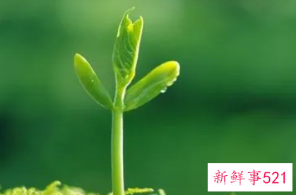 绿色美好的寓意