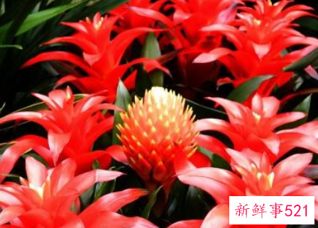 大门口适合摆放什么招财