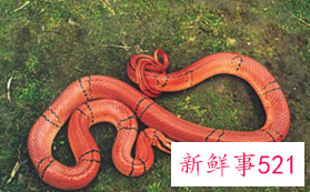 梦到各种颜色的蛇是什么预兆