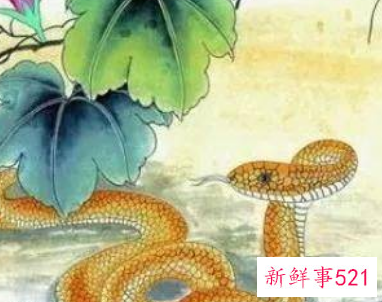 十二生肖颜色查询表