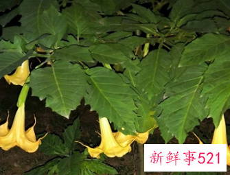 家里坚决不能养的花草