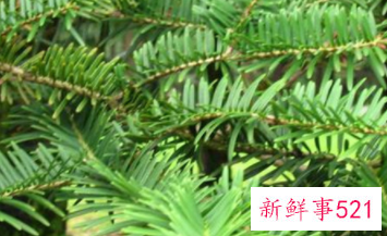 世界上最毒的植物排行榜