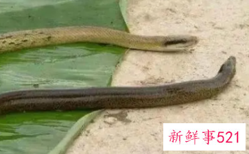 梦见蛇吃黄鳝是什么意思