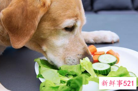 养狗需要注意哪些事项