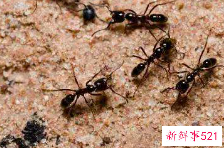 厨房如何巧除蚂蚁