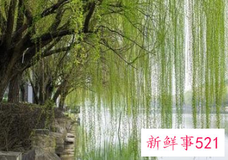 镇宅辟邪最厉害的植物桃树