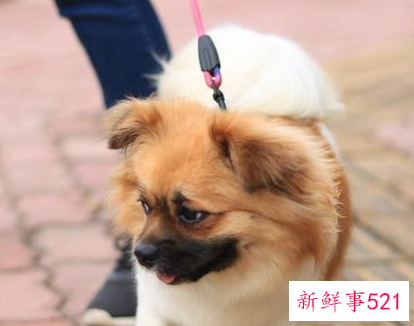 养狗需要注意哪些事项