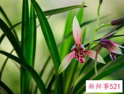 兰花代表什么寓意