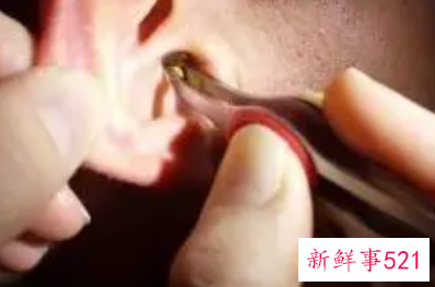 梦见掏耳朵预示什么