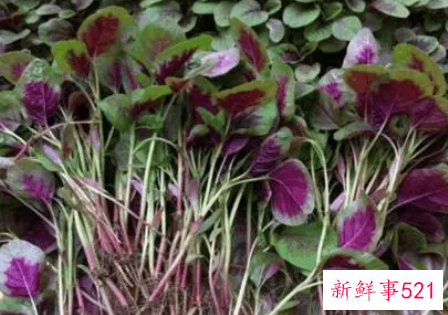 苋菜的功效与作用及图片