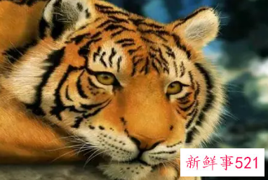 十二生肖男女属相配对