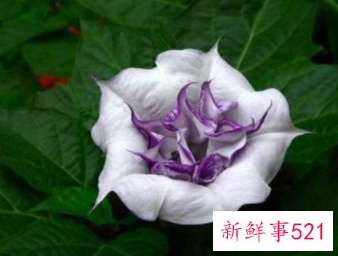 世界上最毒的植物排行榜