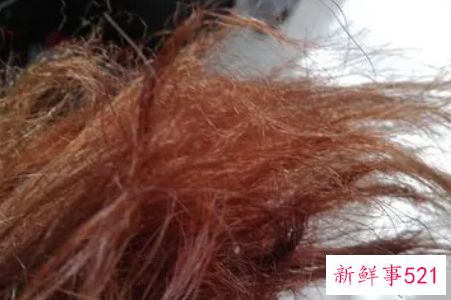 头发像杂草一样怎么办