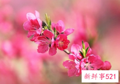 男人遇到烂桃花的征兆