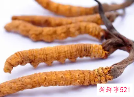 中药冬虫夏草的功效与作用